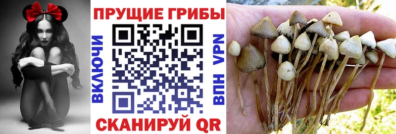 Псилоцибиновые грибы Psilocybe  Спасск-Дальний 